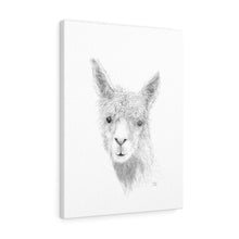 HAYDEN Llama - Art Canvas