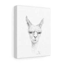 JOEY Llama - Art Canvas
