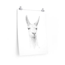 IAN Llama- Art Paper Print