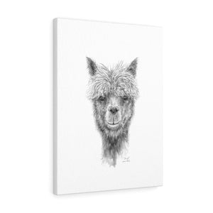 DANIEL Llama - Art Canvas