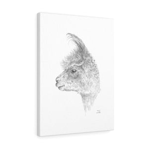 Aaron Llama - Art Canvas