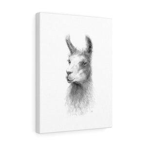 SHERI Llama - Art Canvas