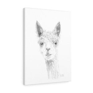 BRANDON Llama- Art Canvas