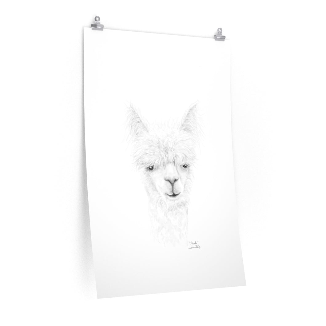 PHOEBE Llama- Art Paper Print