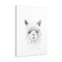 SHERYL Llama - Art Canvas