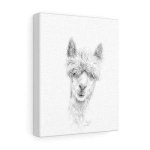 JENNY Llama - Art Canvas