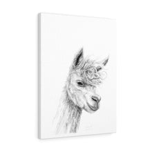 FREDERICK Llama - Art Canvas