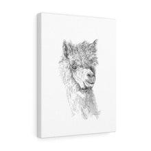 CASSIDY Llama - Art Canvas