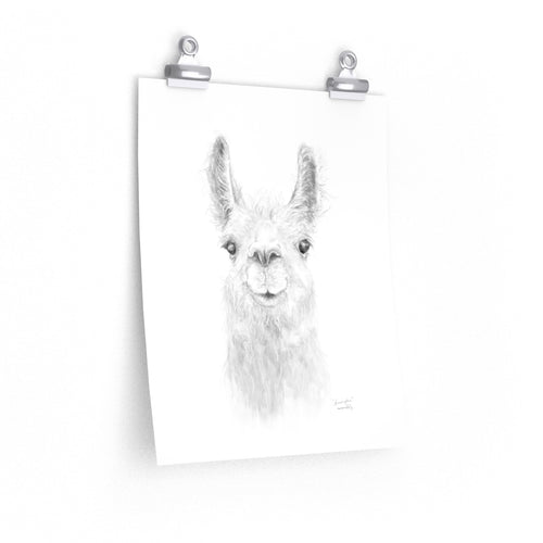 KENSINGTON Llama- Art Paper Print