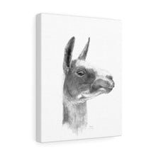 STASIA Llama - Art Canvas