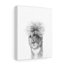 RICHMOND Llama - Art Canvas