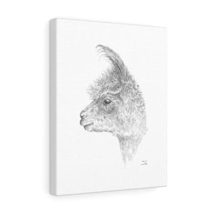 Aaron Llama - Art Canvas