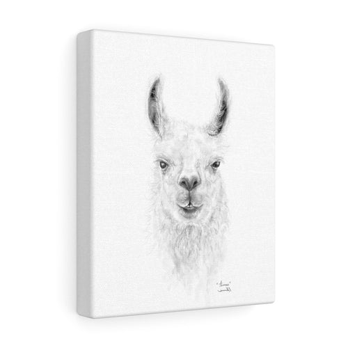 THOMAS Llama - Art Canvas