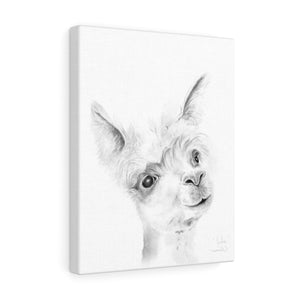 JULIE Llama - Art Canvas
