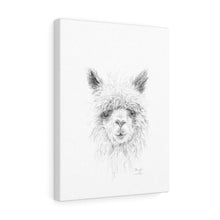 SHERYL Llama - Art Canvas