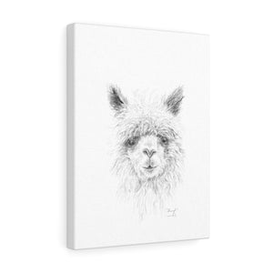 SHERYL Llama - Art Canvas