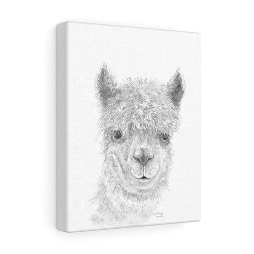 BARTHOLOMEW Llama - Art Canvas