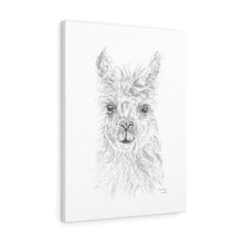 BROOKLYN Llama - Art Canvas