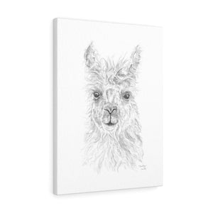 BROOKLYN Llama - Art Canvas