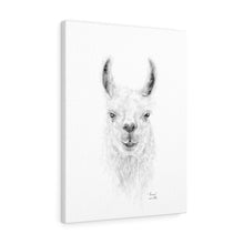THOMAS Llama - Art Canvas