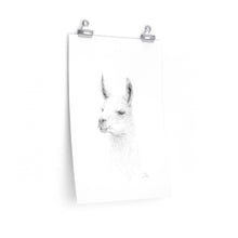 ISLA Llama- Art Paper Print