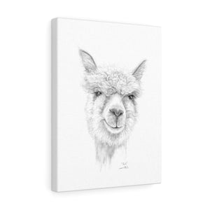 PAUL Llama - Art Canvas