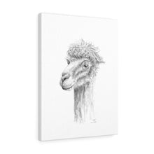 WILL Llama - Art Canvas