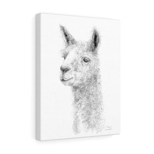 SHANE - Llama Canvas
