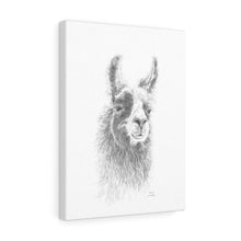 ANNIE Llama - Art Canvas