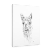 CARI Llama - Art Canvas