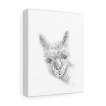 MEADOW Llama - Art Canvas