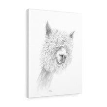 WALTER Llama - Art Canvas