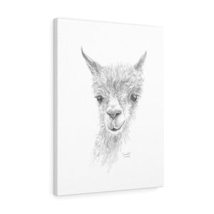 CAMPBELL Llama - Art Canvas