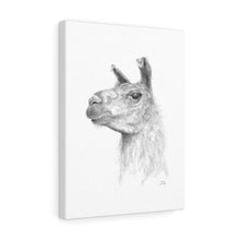 ANDREA Llama - Art Canvas