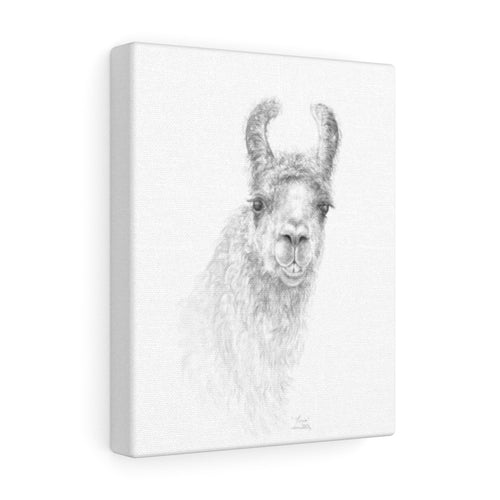 TONIA Llama - Art Canvas