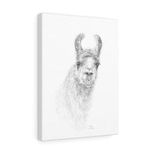 TONIA Llama - Art Canvas