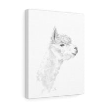 JOSH Llama - Art Canvas