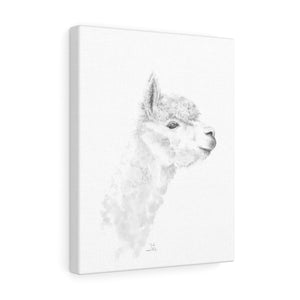 JOSH Llama - Art Canvas
