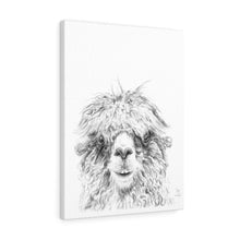 JAY Llama - Art Canvas