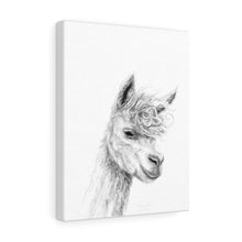 FREDERICK Llama - Art Canvas
