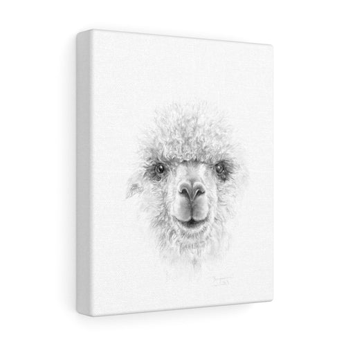 BENJAMIN Llama - Art Canvas