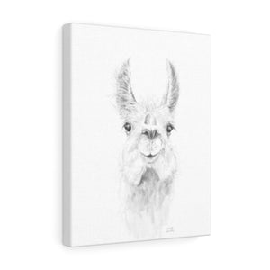 ZAILAH Llama - Art Canvas