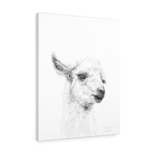 MEAGAN Llama - Art Canvas