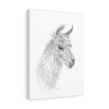 MOLLY Llama - Art Canvas