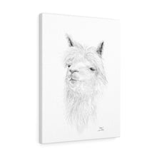 ASHA llama- Art Canvas