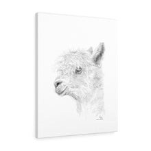 LISA Llama - Art Canvas