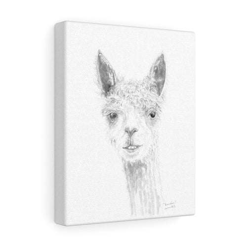 BRANDON Llama- Art Canvas