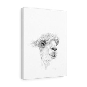 DOMINIQUE Llama - Art Canvas