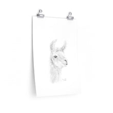 SAVANNAH Llama- Art Paper Print