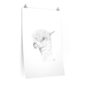 TIMOTHY Llama- Art Paper Print